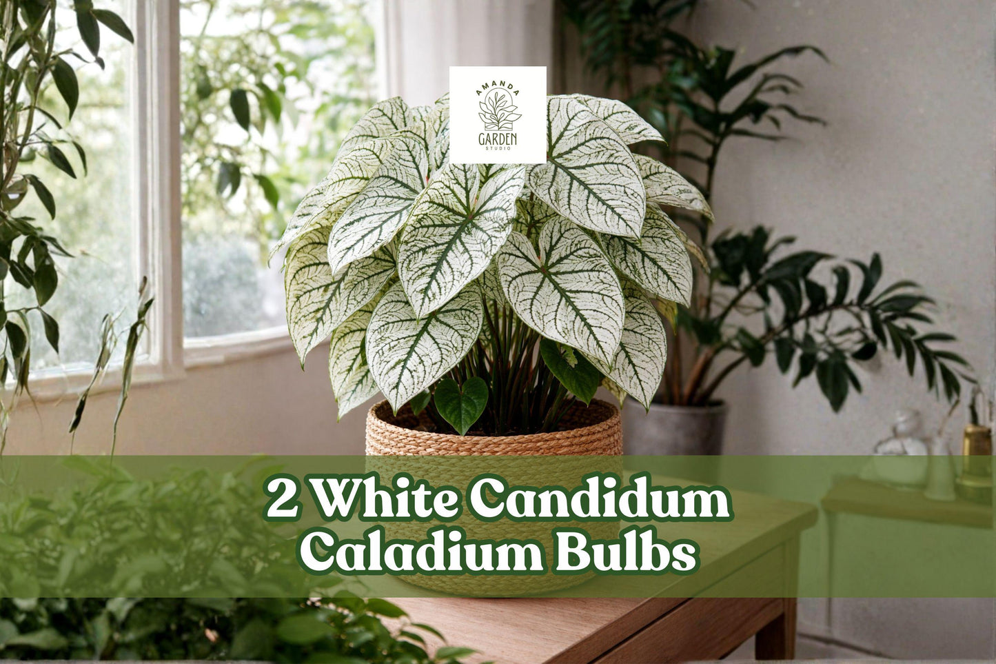 White Candidum Caladium Bulbs – Tropical Foliage Plant with Green & White Variegation – Caladium bicolor