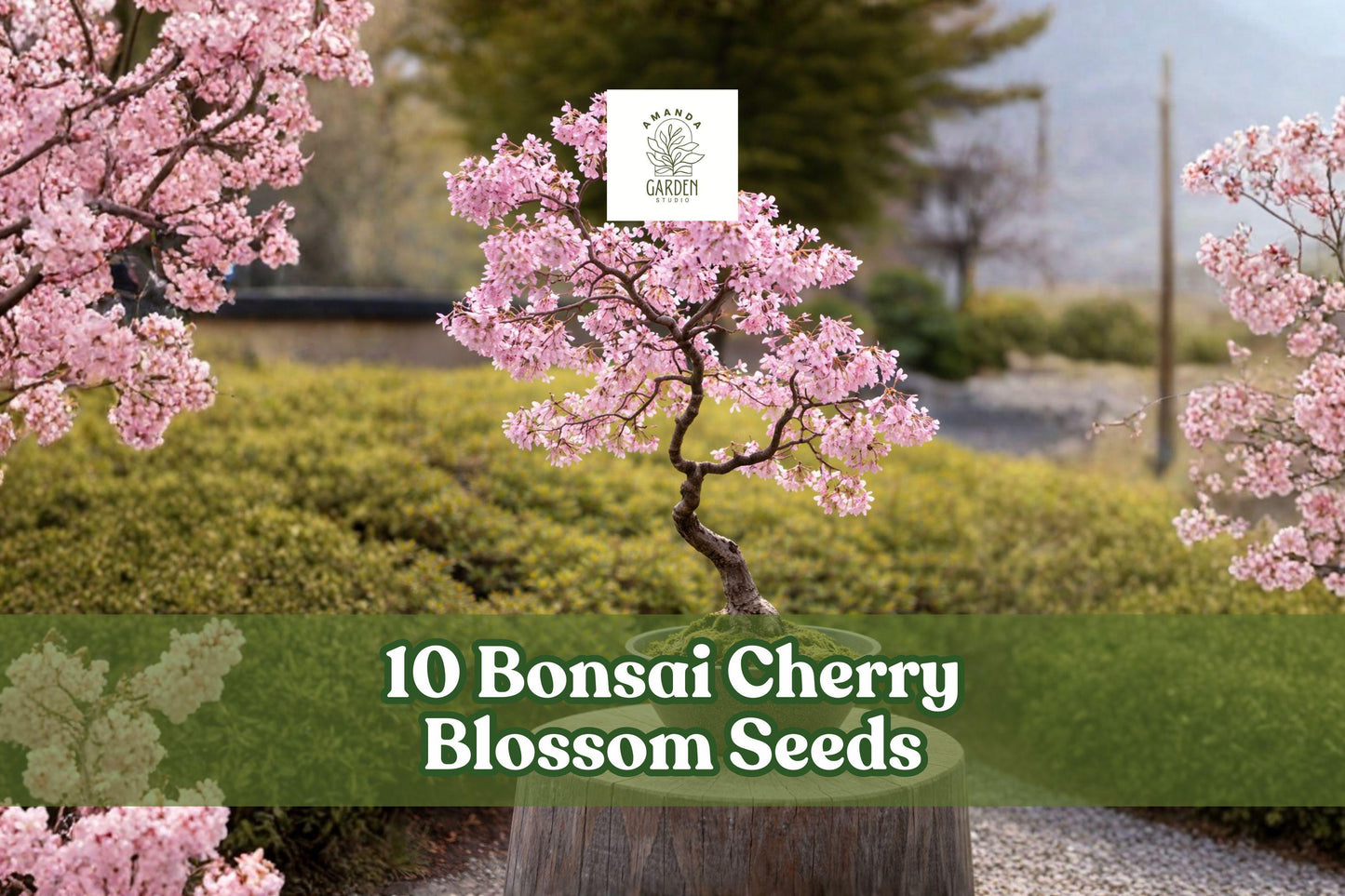 10 Cherry Blossom Seeds – Prunus spp. Flowering Tree for Bonsai & Garden, Pink Blooms, Ornamental, Full Sun, Well-Draining Soil