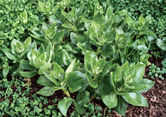 New Zealand Spinach Seeds – 100 Heirloom Vegetable Seeds, Heat Tolerant Summer Greens, Chenopodium giganteum