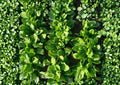 Viroflay Spinach Seeds – 100 Heirloom Leafy Greens for Spring and Fall Gardens - Fresh Stock
