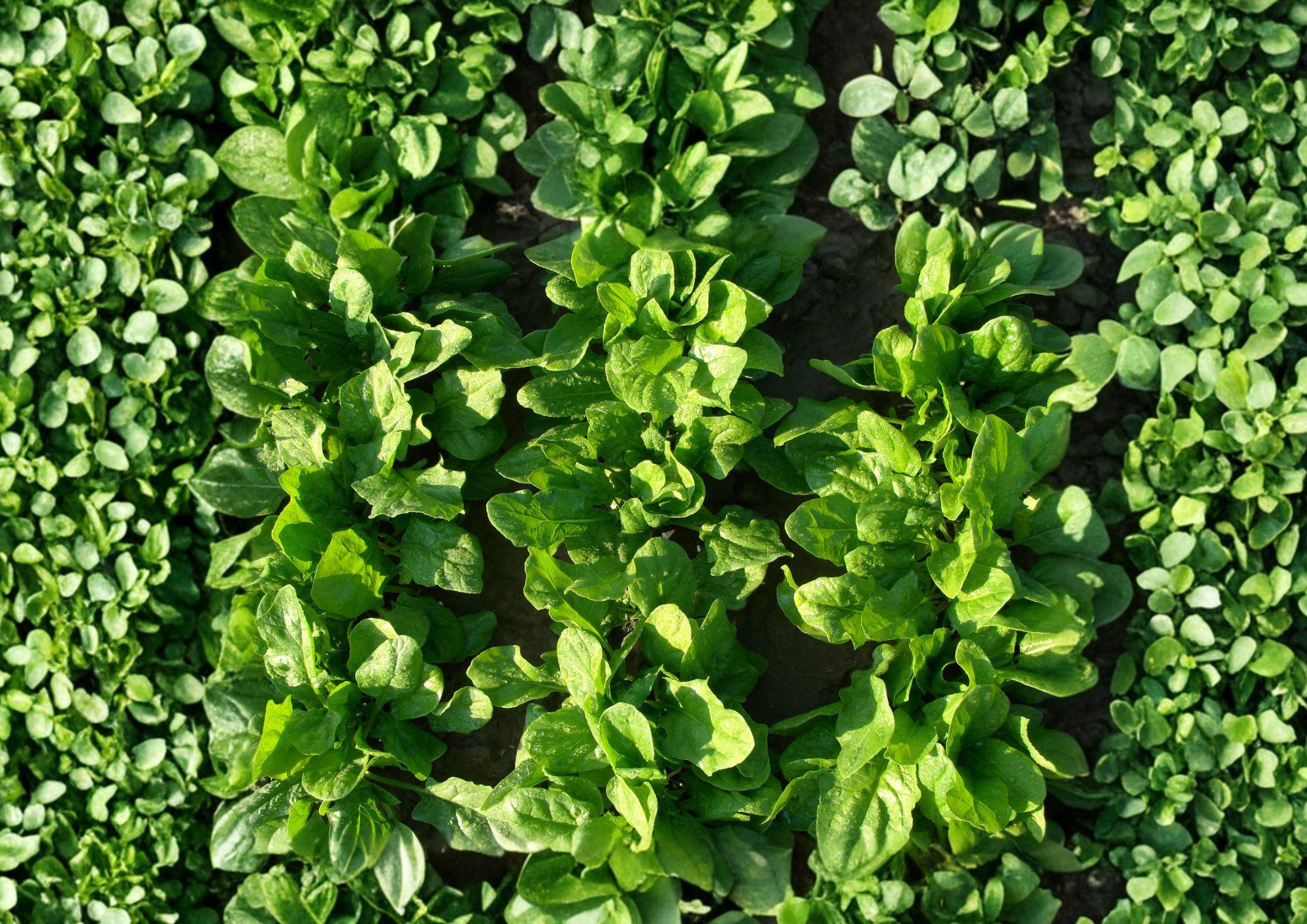 Viroflay Spinach Seeds – 100 Heirloom Leafy Greens for Spring and Fall Gardens - Fresh Stock