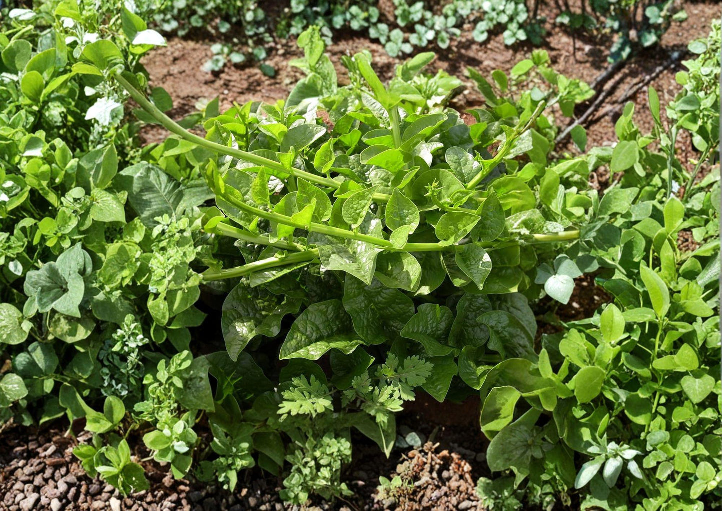 Malabar Spinach Seeds – Heirloom Climbing Vegetable, Heat Tolerant Summer Crop, Non-GMO, 50 Seeds