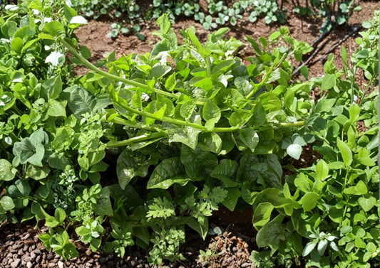 Malabar Spinach Seeds – Heirloom Climbing Vegetable, Heat Tolerant Summer Crop, Non-GMO, 50 Seeds