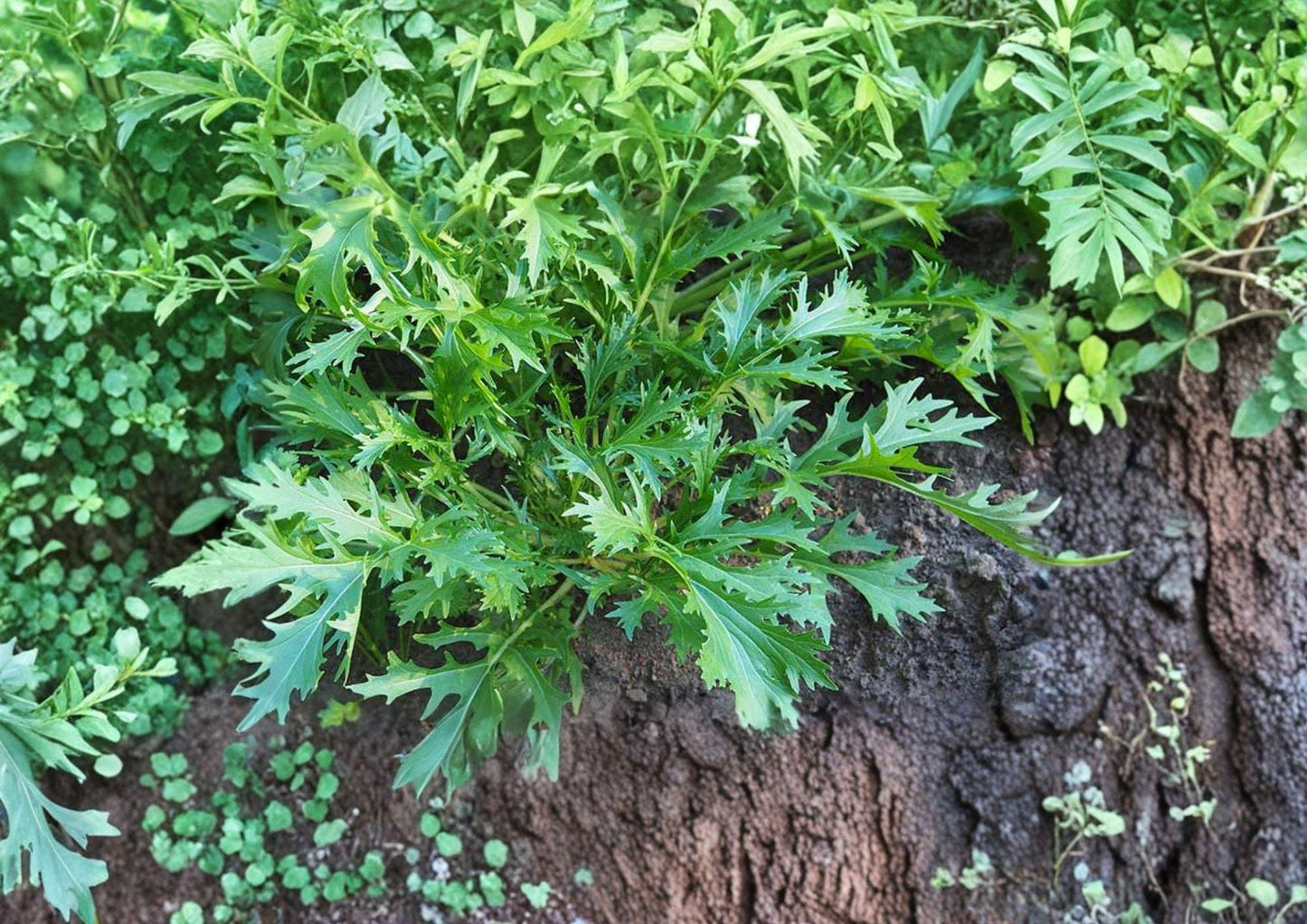 Mizuna Early Spinach Seeds – 500 Heirloom Asian Greens for Cold Season Gardens – Fast Growing Vegetables