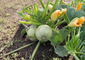Round Zucchini Seeds – Heirloom Green Ball Squash Garden Plants – 10 Pack, Fast Shipping