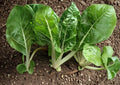 Fordhook Swiss Chard Seeds – Heirloom Leafy Green Vegetable, Season Garden, 50 Seeds - New Harvest Quality