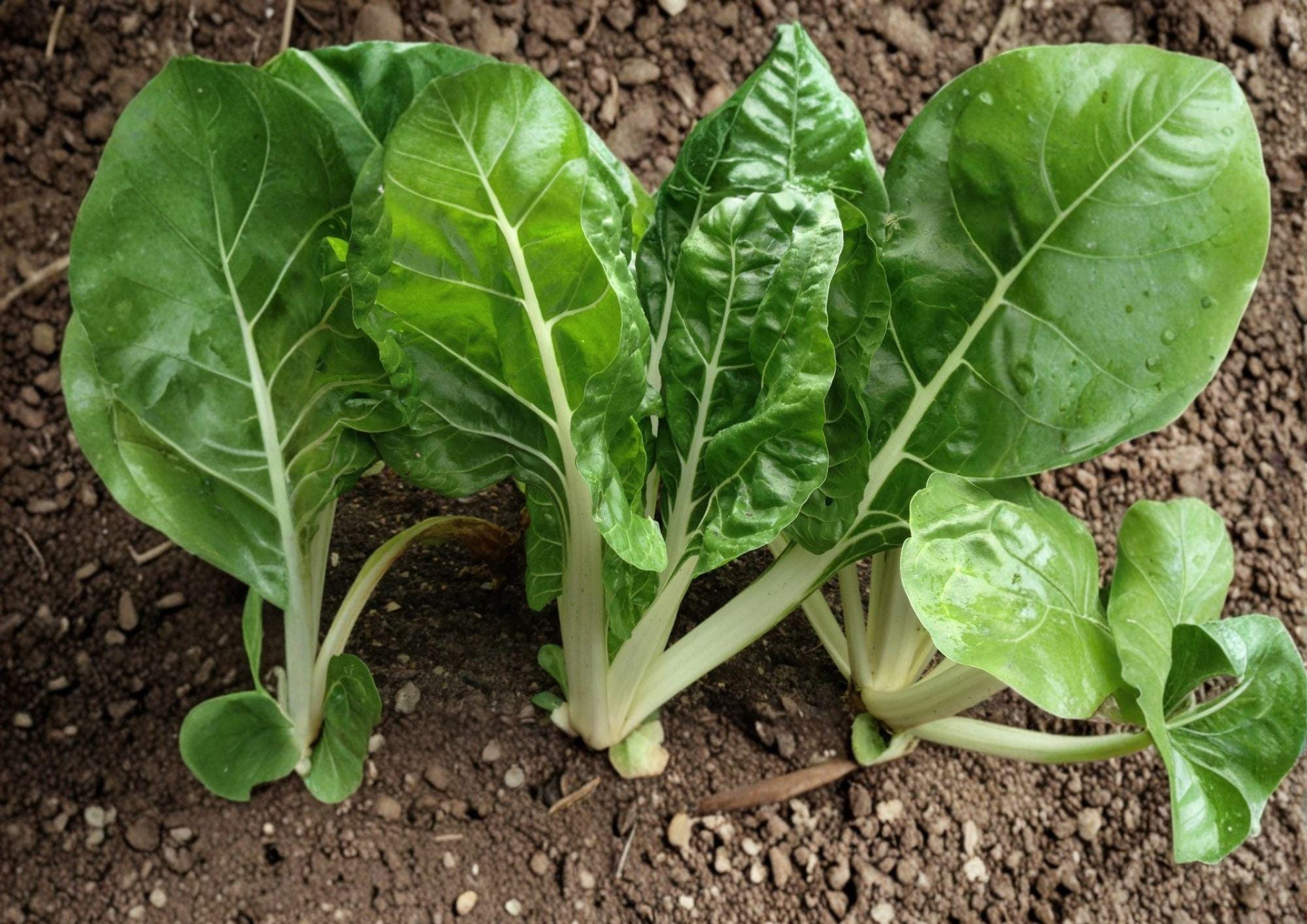 Fordhook Swiss Chard Seeds – Heirloom Leafy Green Vegetable, Season Garden, 50 Seeds - New Harvest Quality