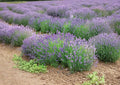 Lavandula Angustifolia Munstead Lavender Seeds – Fragrant Perennial Herb for Cottage Gardens, Pollinators, and Dry Landscapes