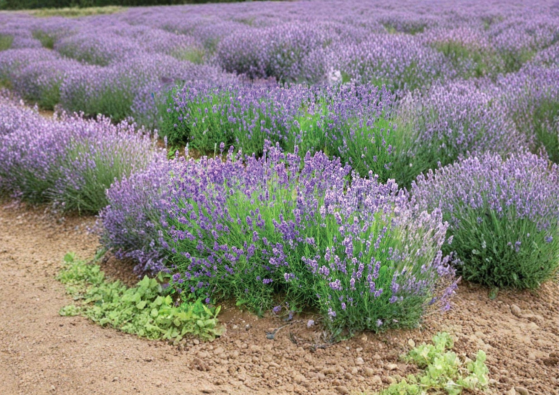 Lavandula Angustifolia Munstead Lavender Seeds – Fragrant Perennial Herb for Cottage Gardens, Pollinators, and Dry Landscapes