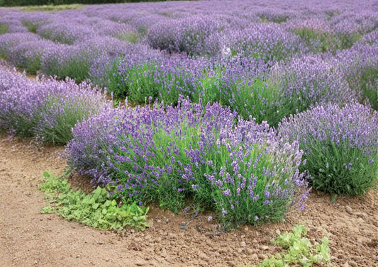 Lavandula Angustifolia Munstead Lavender Seeds – Fragrant Perennial Herb for Cottage Gardens, Pollinators, and Dry Landscapes
