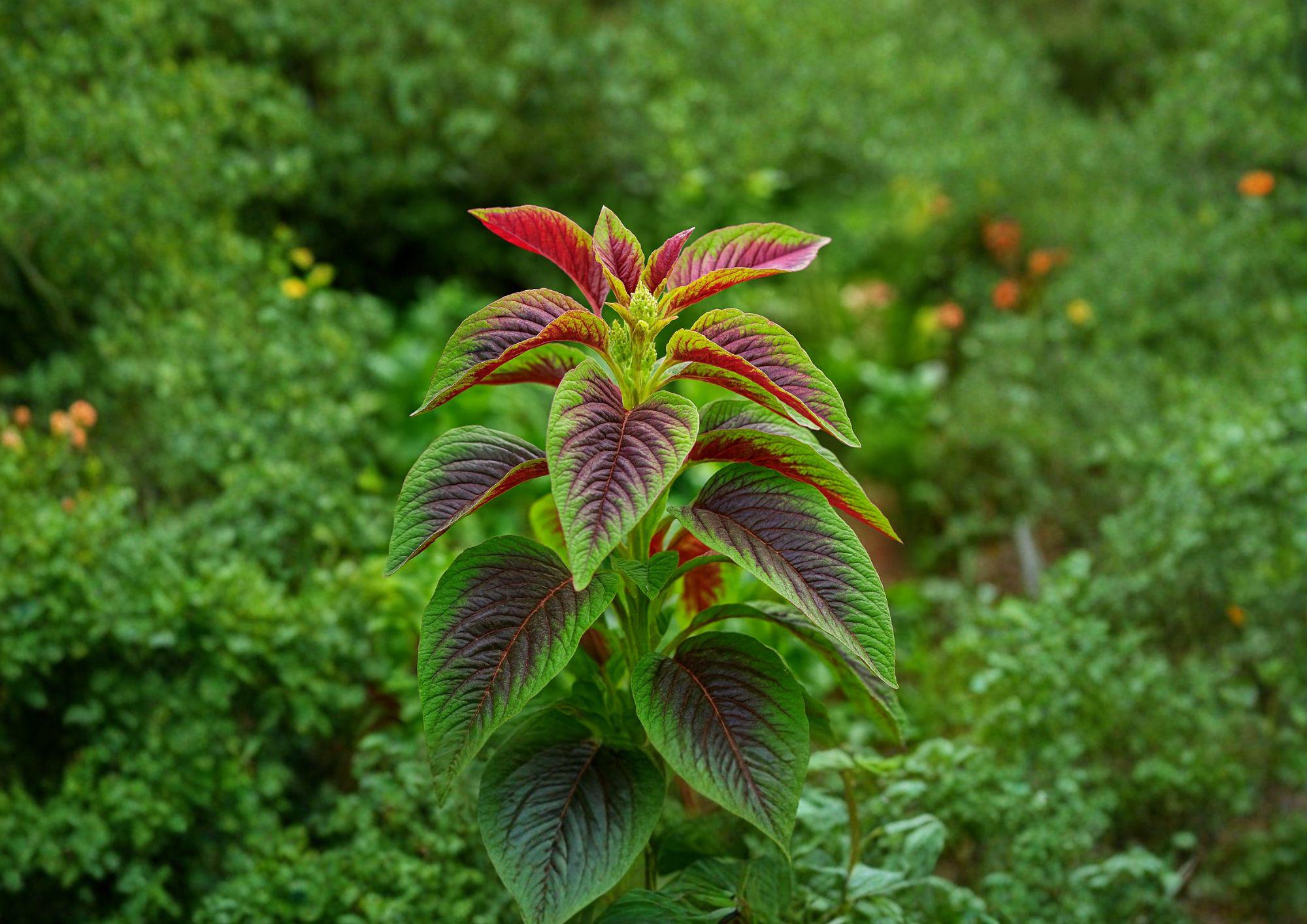 Red Striped Leaf Amaranth Seeds 1000 Non-GMO Ornamental Edible Foliage Garden Bed Amaranthus