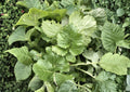 Seven Top Turnip Seeds – 500 Heirloom Leafy Greens for Spring and Fall Gardens - Brassica rapa