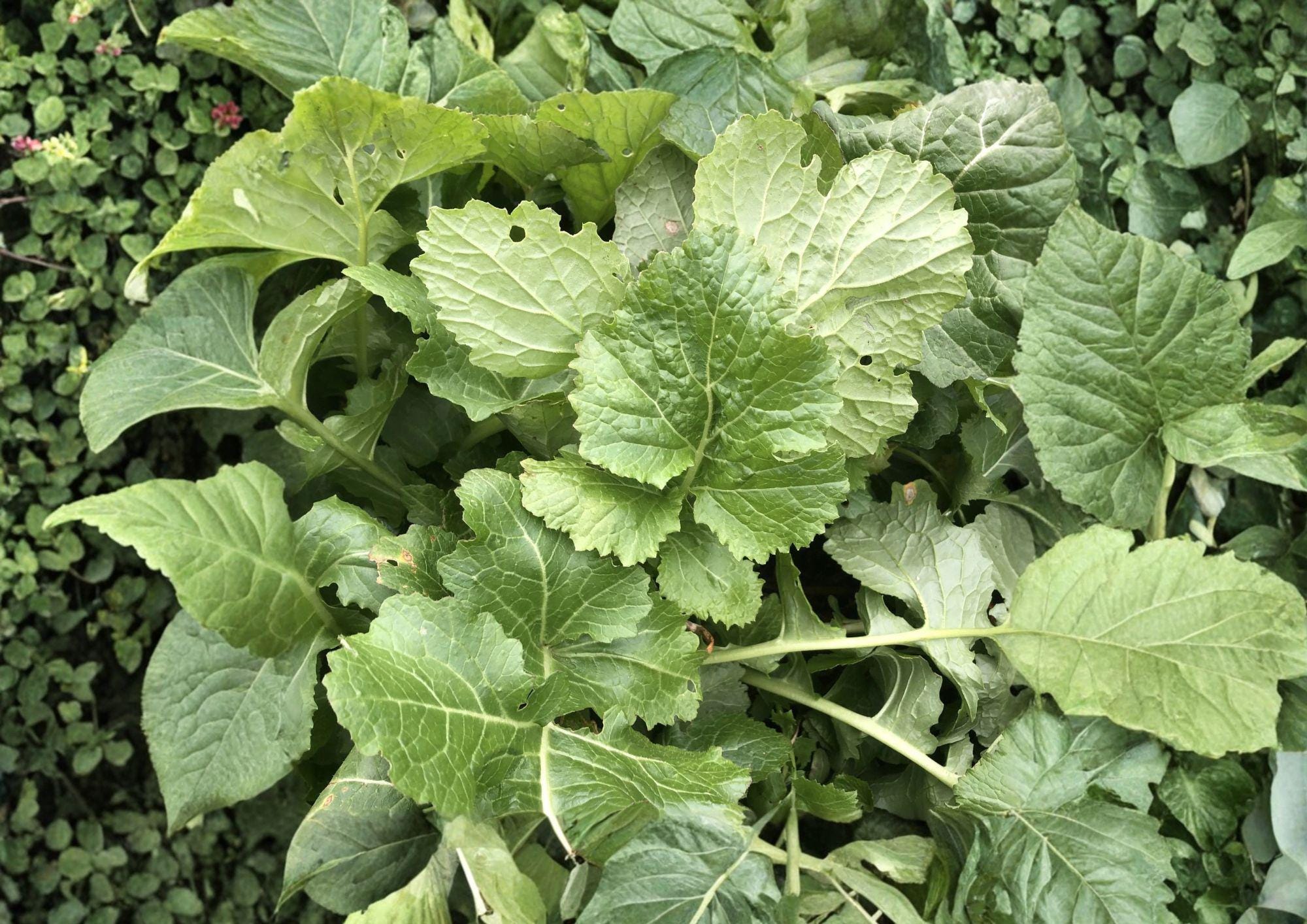 Seven Top Turnip Seeds – 500 Heirloom Leafy Greens for Spring and Fall Gardens - Brassica rapa