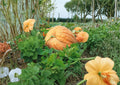 Dills Atlantic Giant Pumpkin Seeds, Heirloom Non-GMO Giant Pumpkin Variety for Record-Size Garden Growing
