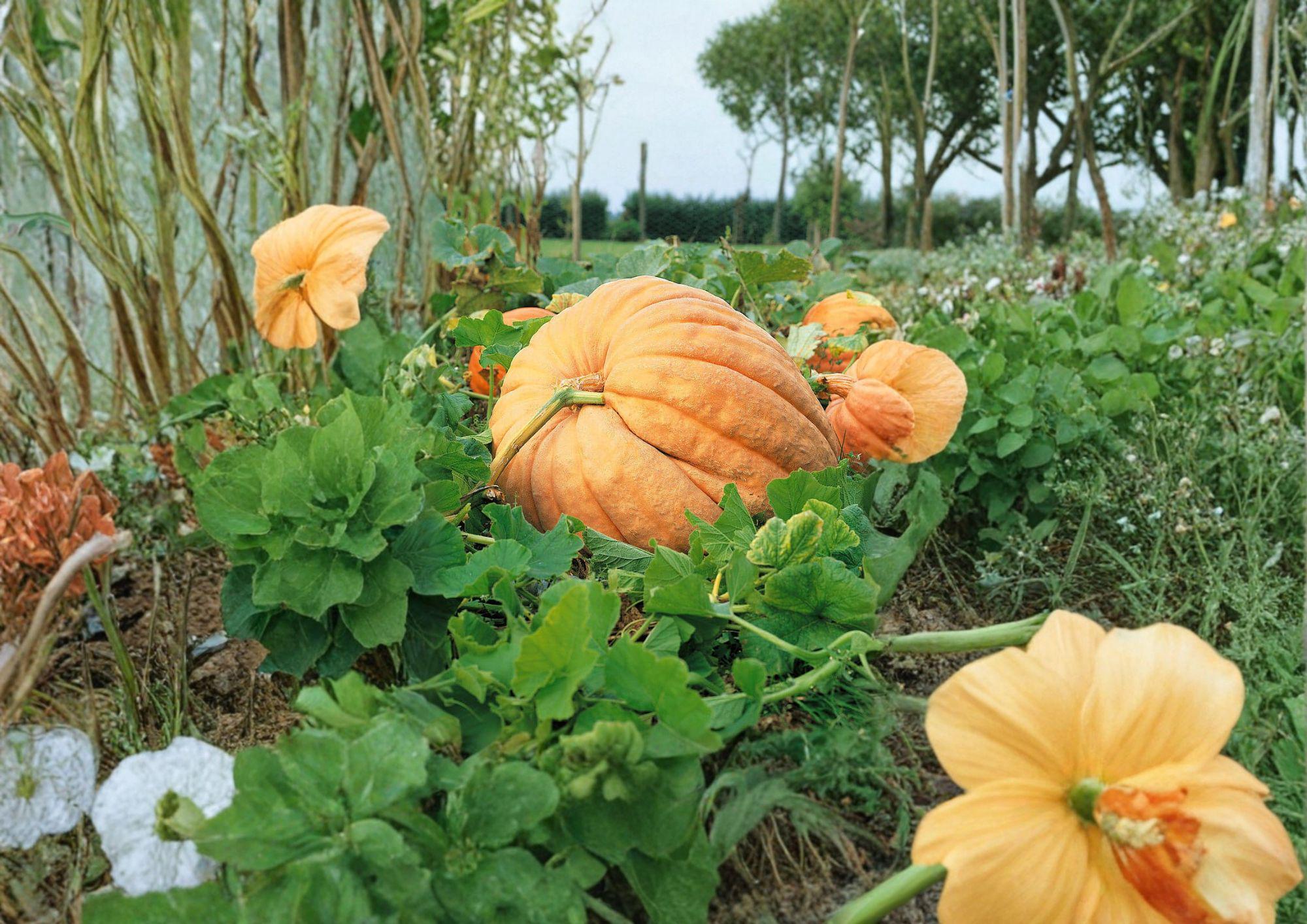 Dills Atlantic Giant Pumpkin Seeds, Heirloom Non-GMO Giant Pumpkin Variety for Record-Size Garden Growing