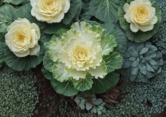 Ornamental Cabbage Seeds 25 Pack – Colorful Foliage Plant for Fall Winter Garden Beds – Brassica Oleracea