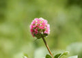 Sanguisorba Minor Salad Burnet Seeds – Hardy Culinary Herb with Cucumber Flavor for Herb Gardens and Edible Landscapes