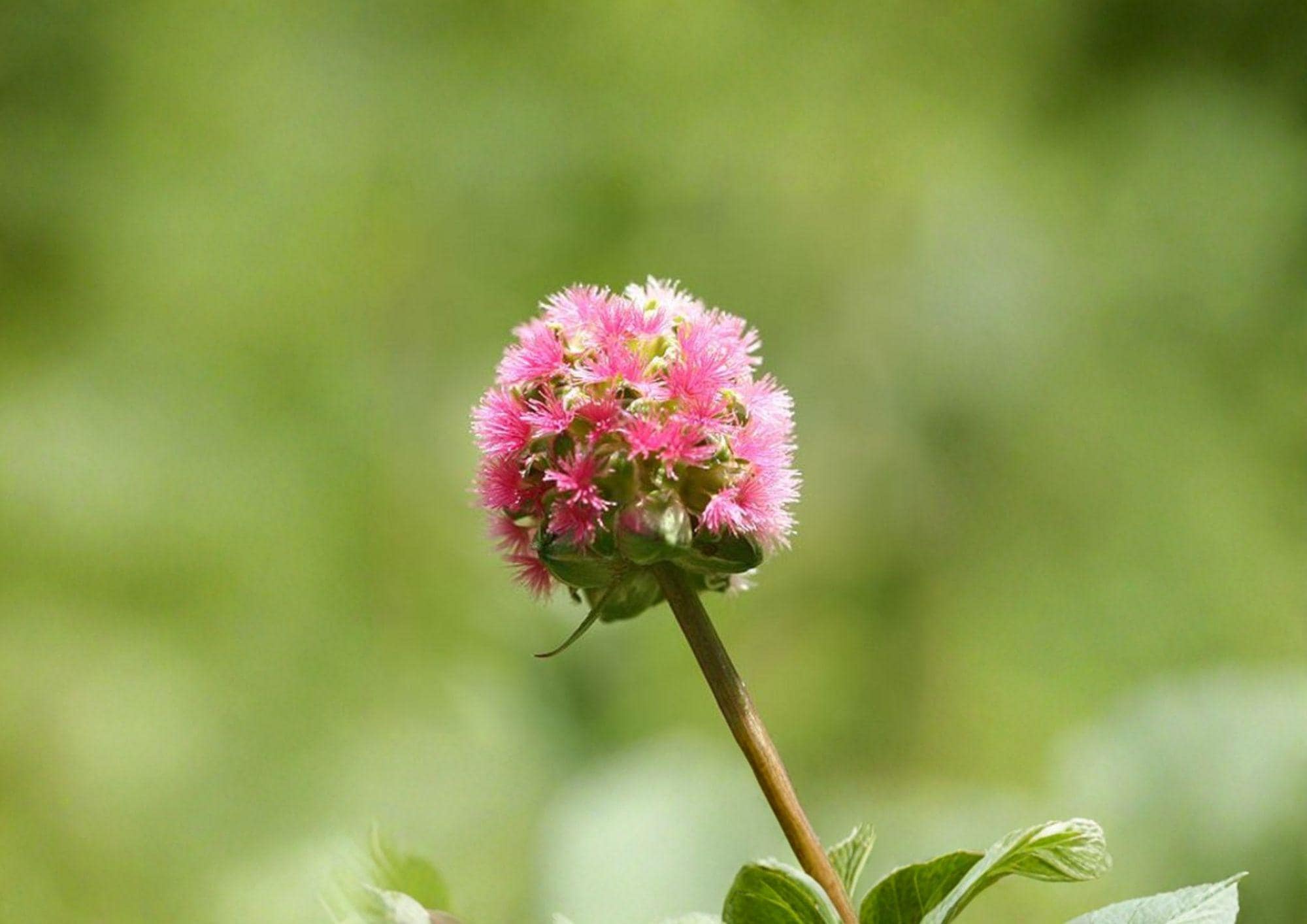 Sanguisorba Minor Salad Burnet Seeds – Hardy Culinary Herb with Cucumber Flavor for Herb Gardens and Edible Landscapes