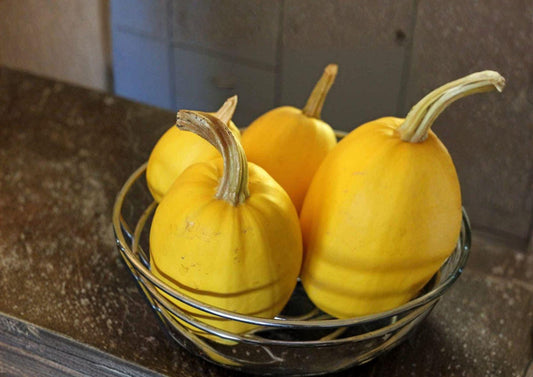 Heirloom Spaghetti Squash Seeds – 10 Vegetable Seeds for Pasta-Like Flesh, Non-GMO, Warm Garden Farming