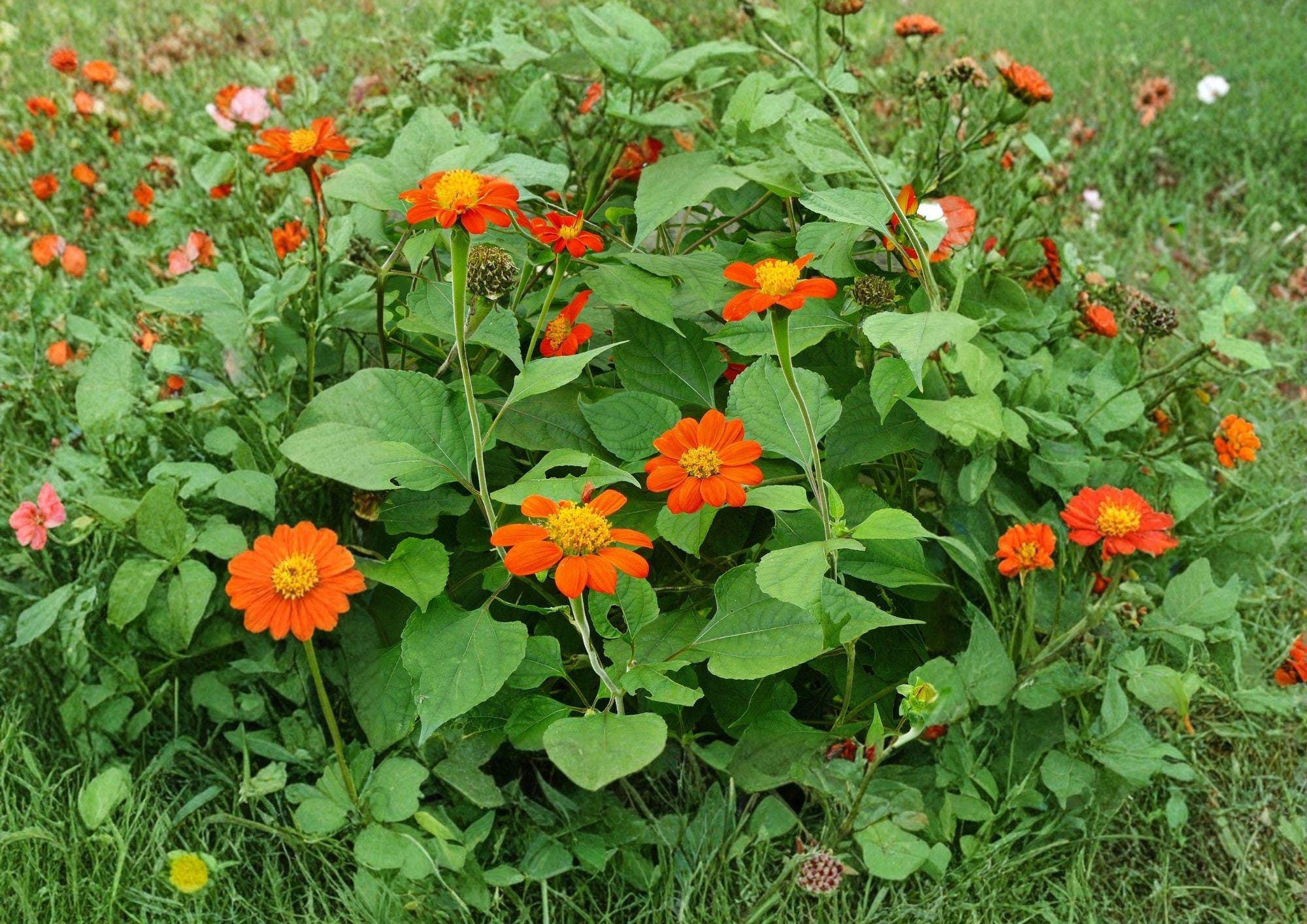 Tithonia Rotundifolia Mexican Sunflower Seeds - Bright Orange, Heat Tolerant, Pollinator-Friendly, Non-GMO, 50 Seeds