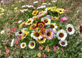 Chrysanthemum Carinatum Painted Daisy Seeds, Colorful Wildflower for Gardens, Pollinators, Borders, Easy to Grow, 200 Seeds