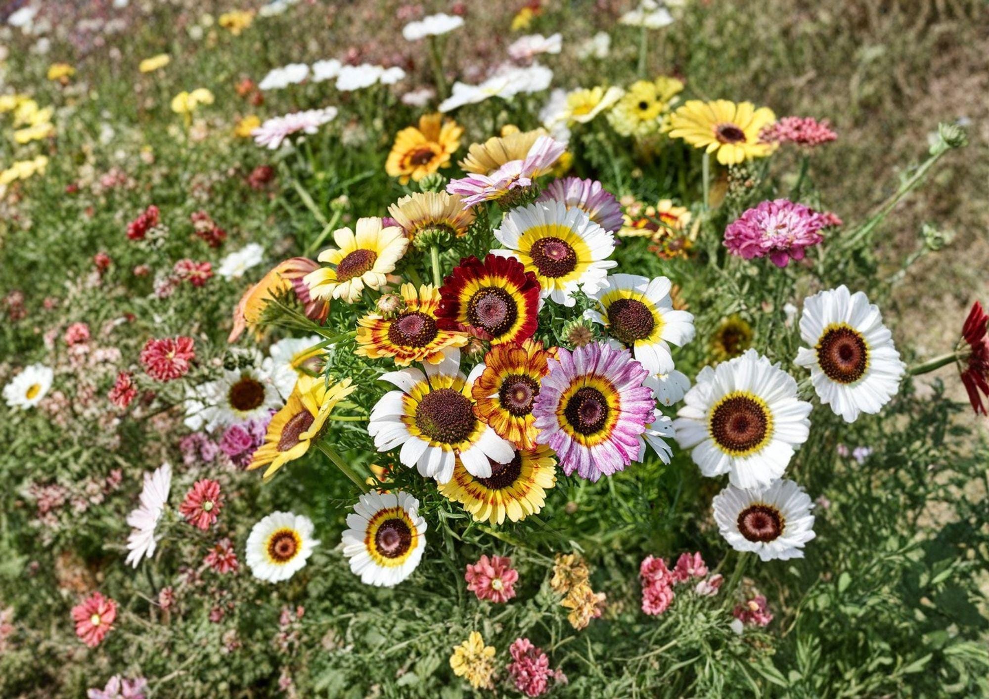 Chrysanthemum Carinatum Painted Daisy Seeds, Colorful Wildflower for Gardens, Pollinators, Borders, Easy to Grow, 200 Seeds