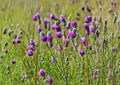 Purple Prairie Clover Seeds 1000 - Native Perennial Wildflower for Bees, Pollinators & Prairie Gardens - Dalea Purpurea