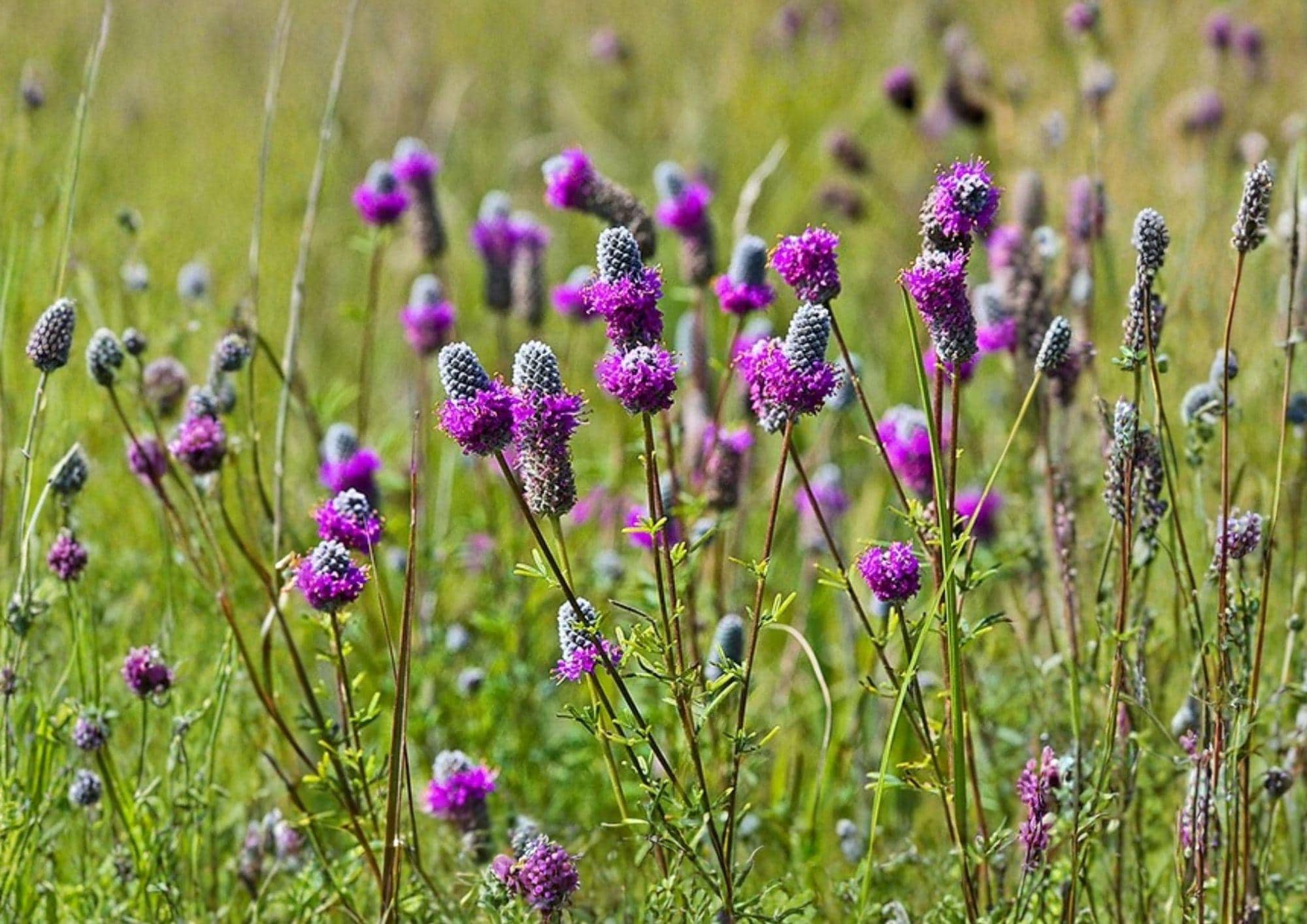 Purple Prairie Clover Seeds 1000 - Native Perennial Wildflower for Bees, Pollinators & Prairie Gardens - Dalea Purpurea