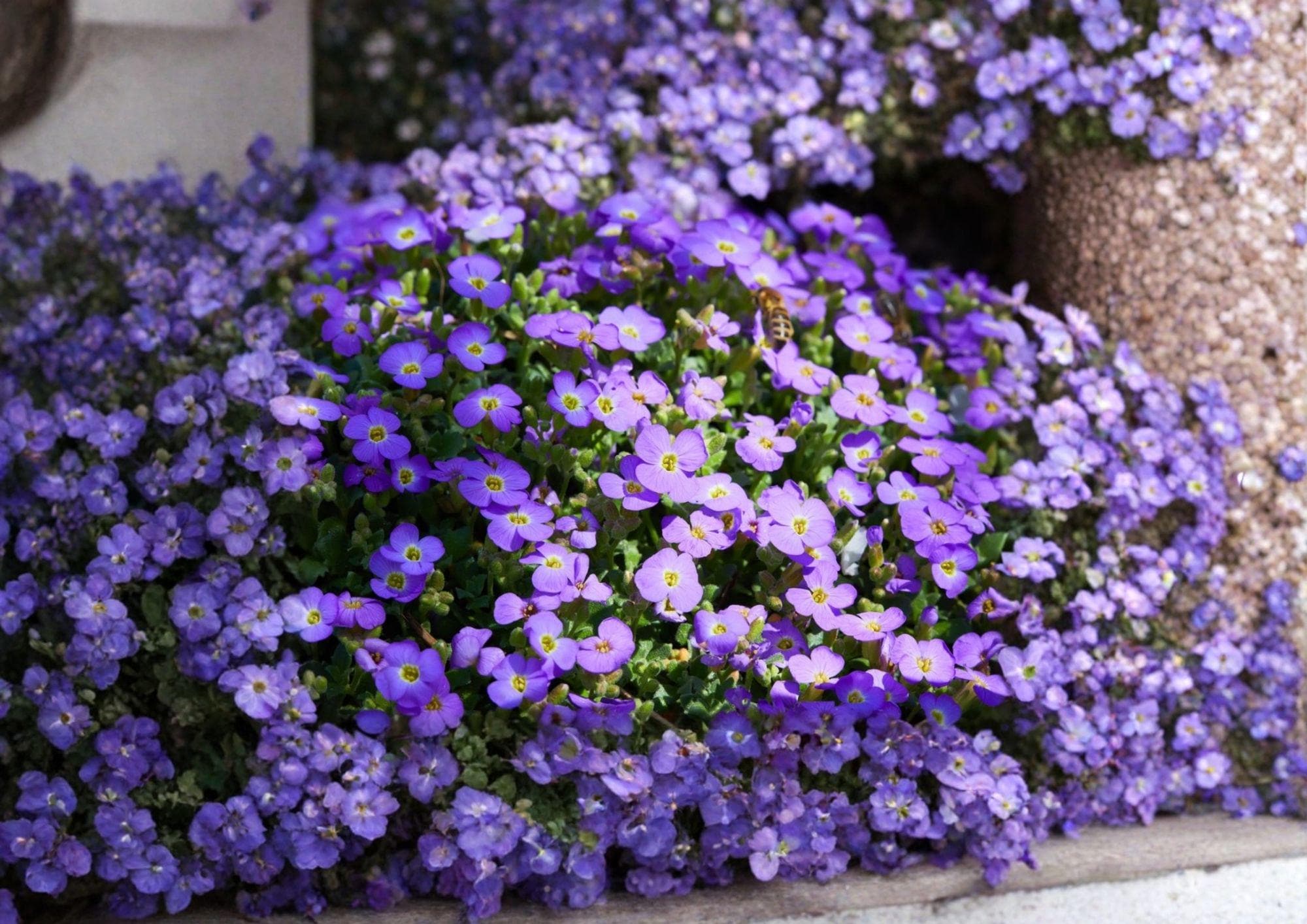 Aubrieta Deltoidea Purple Rockcress Seeds – Perennial Ground Cover with Vibrant Purple Spring Flowers for Rock Gardens, 300 Seeds