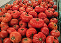 VR Moscow Tomato Seeds – 30 Heirloom Cold Tolerant Red Slicing Vegetable Seeds, Fast Growing, Solanum lycopersicum