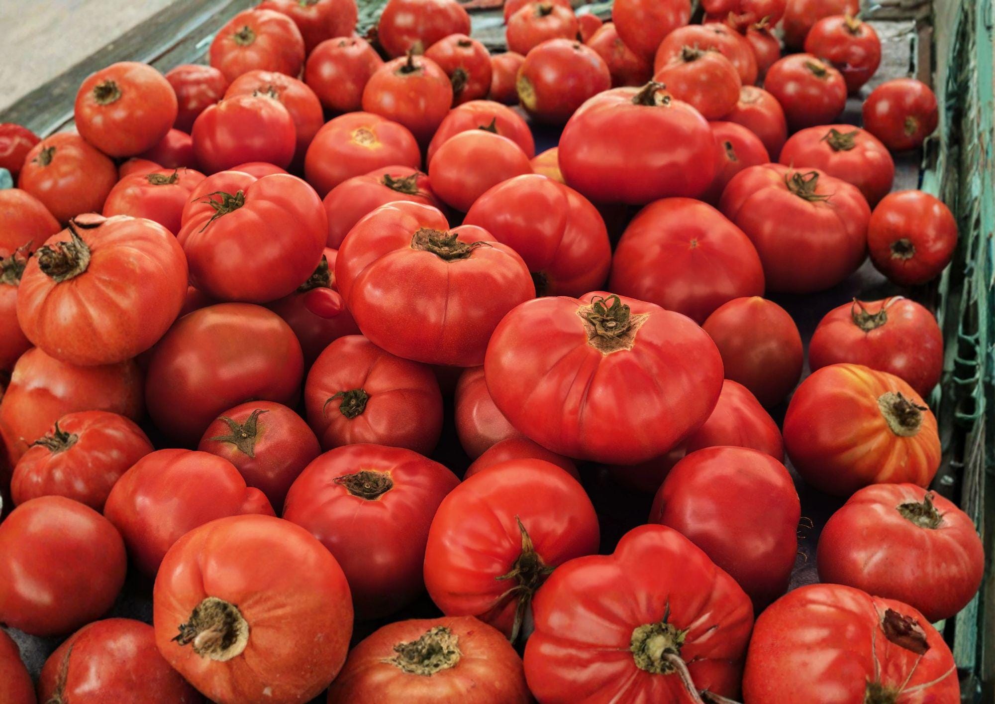 VR Moscow Tomato Seeds – 30 Heirloom Cold Tolerant Red Slicing Vegetable Seeds, Fast Growing, Solanum lycopersicum