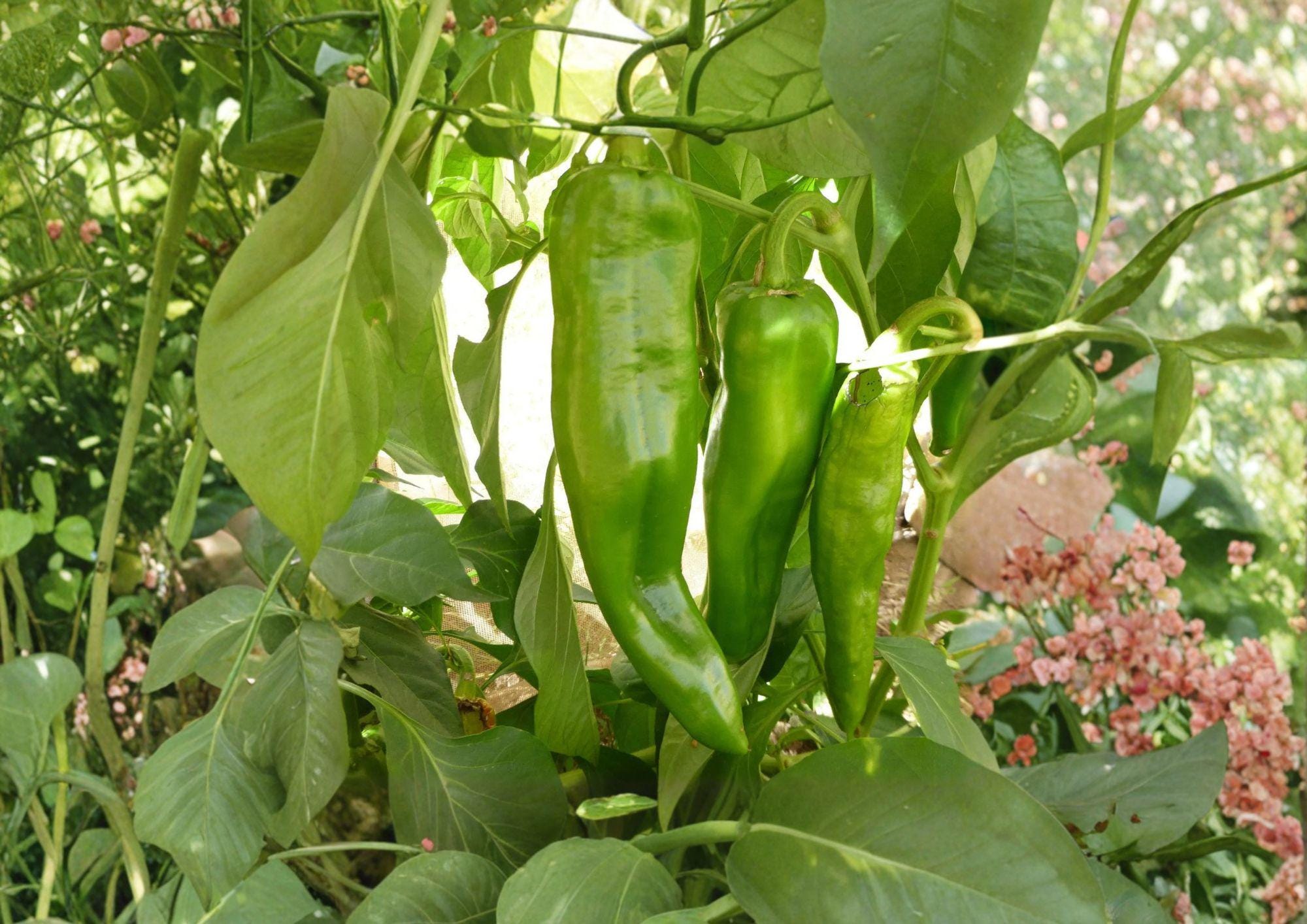 Sonora Mild Hot Pepper Seeds – Heirloom Vegetable for Warm Season Garden Growing