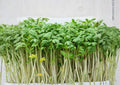 Organic Curled Cress Herb Seeds 250 | Non-GMO Heirloom Microgreen & Salad Herb for Kitchen Gardens