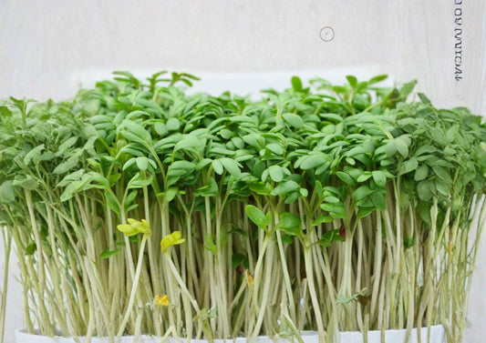 Organic Curled Cress Herb Seeds 250 | Non-GMO Heirloom Microgreen & Salad Herb for Kitchen Gardens