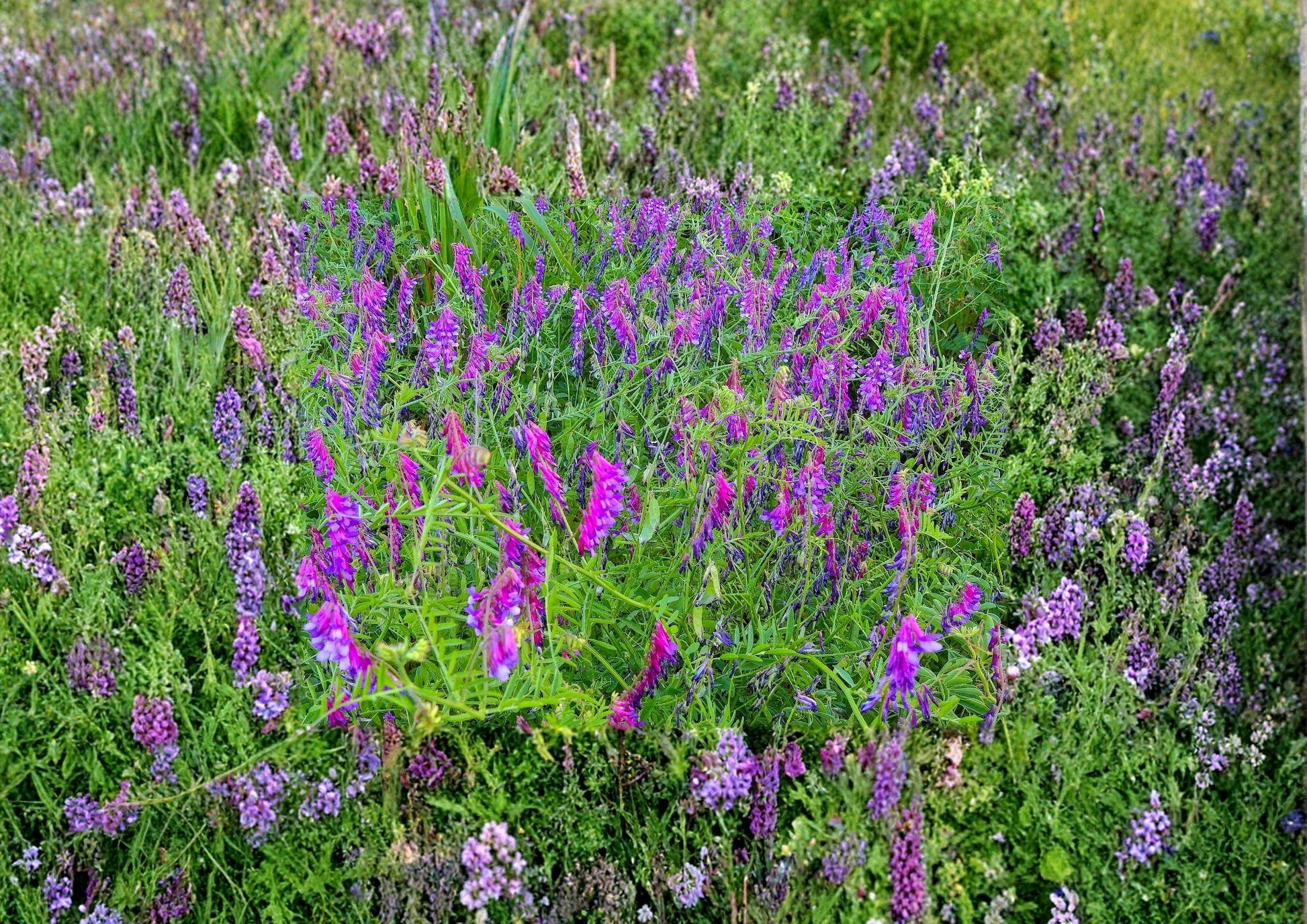Hairy Vetch Cover Crop Seeds 100 Pack - Nitrogen Fixing Flowering Plant for Pollinator Gardens Bees Butterflies Vicia Villosa