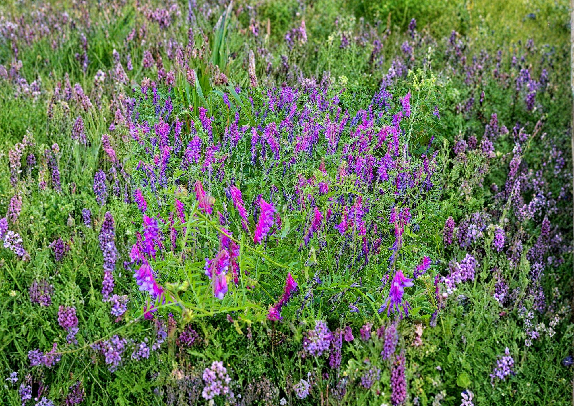 Hairy Vetch Cover Crop Seeds 100 Pack - Nitrogen Fixing Flowering Plant for Pollinator Gardens Bees Butterflies Vicia Villosa
