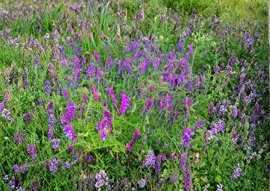Hairy Vetch Cover Crop Seeds 100 Pack - Nitrogen Fixing Flowering Plant for Pollinator Gardens Bees Butterflies Vicia Villosa