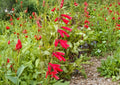 Penstemon Seeds Firecracker Red Hummingbird Perennial Wildflower for Pollinator Gardens - Fast Growing, Desert-Friendly, 300 Seeds