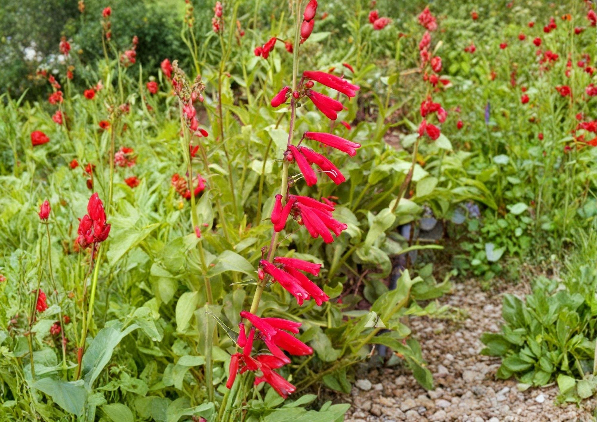 Penstemon Seeds Firecracker Red Hummingbird Perennial Wildflower for Pollinator Gardens - Fast Growing, Desert-Friendly, 300 Seeds