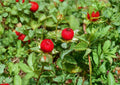 Duchesnea Indica Indian Strawberry Seeds 100 Pack - Groundcover Plant with Red Berry Fruits for Gardens and Landscaping