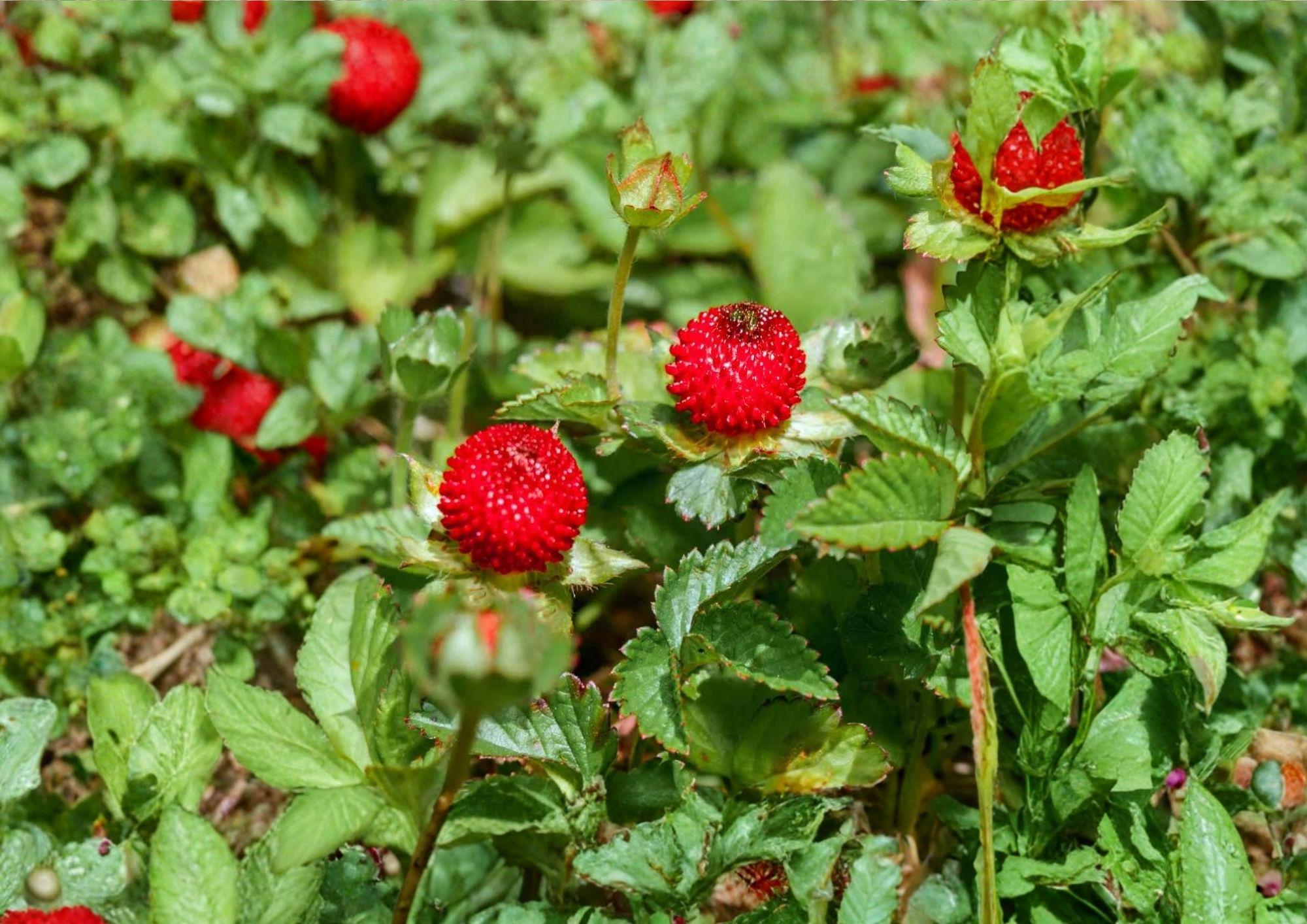 Duchesnea Indica Indian Strawberry Seeds 100 Pack - Groundcover Plant with Red Berry Fruits for Gardens and Landscaping