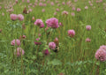 Mammoth Red Clover Seeds 1000 Pack - Pollinator Friendly Flowering Legume for Soil Improvement - Trifolium pratense