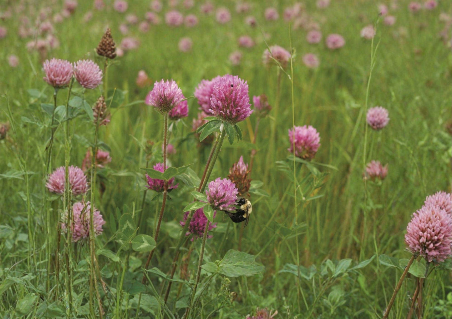 Mammoth Red Clover Seeds 1000 Pack - Pollinator Friendly Flowering Legume for Soil Improvement - Trifolium pratense