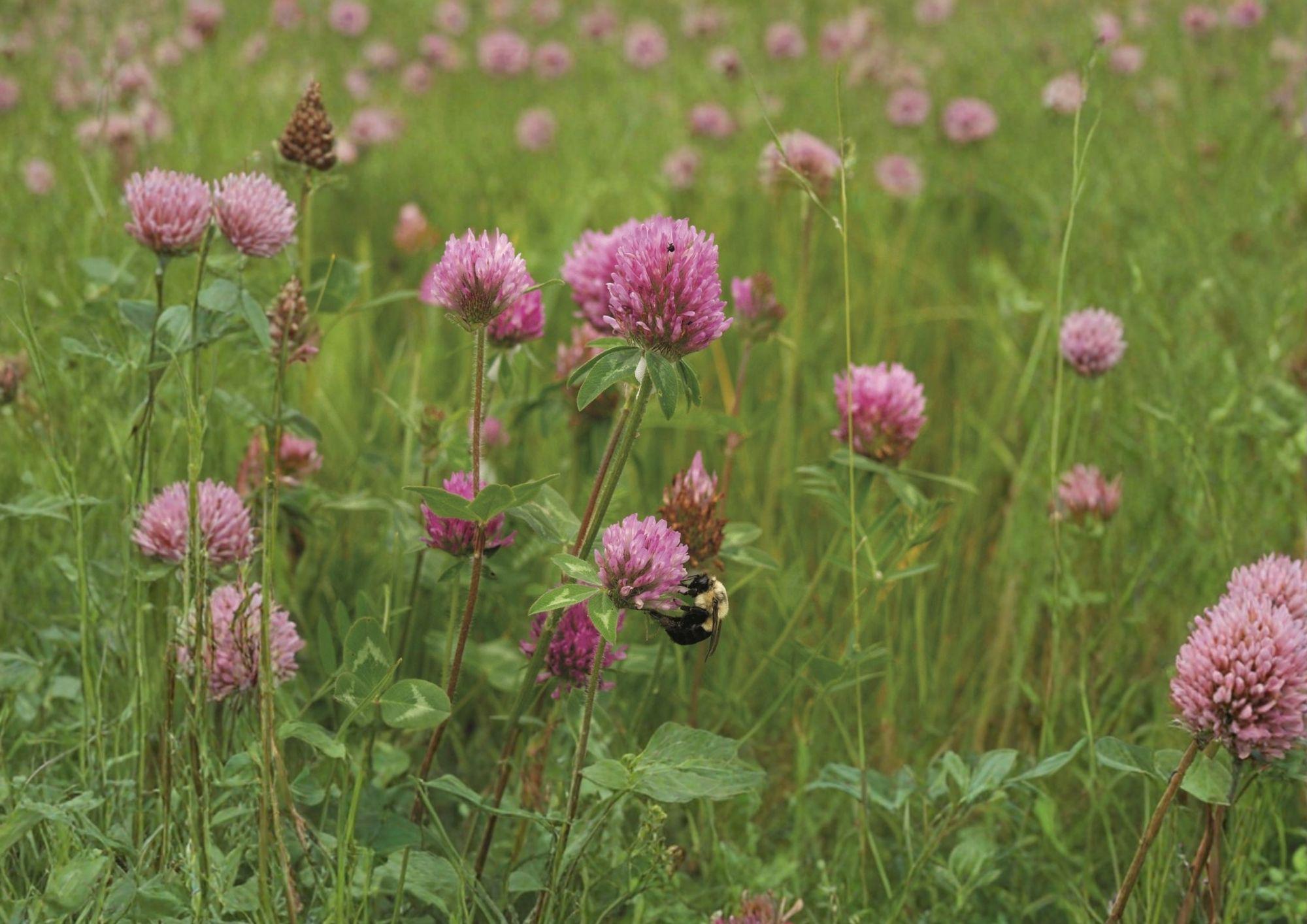 Mammoth Red Clover Seeds 1000 Pack - Pollinator Friendly Flowering Legume for Soil Improvement - Trifolium pratense