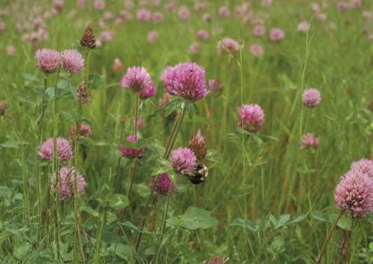 Mammoth Red Clover Seeds 1000 Pack - Pollinator Friendly Flowering Legume for Soil Improvement - Trifolium pratense