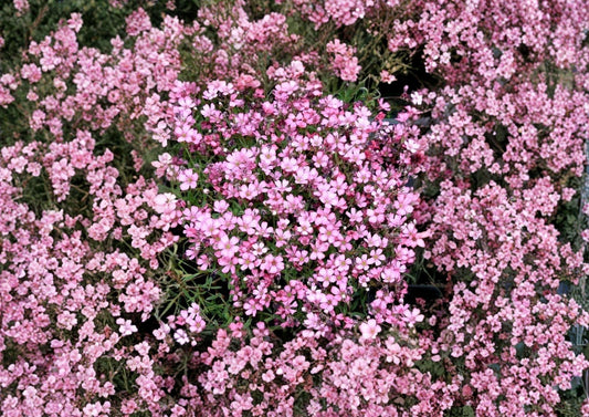 Gypsophila Repens Rose Pink Seeds - Perennial Ground Cover Flower for Rock Gardens, Borders, Cottage Gardens