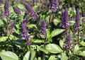 Cinnamon Basil Seeds 500 Pack – Aromatic Culinary Herb, Heirloom Ocimum basilicum for Tea, Kitchen Gardens, Herb Gardening