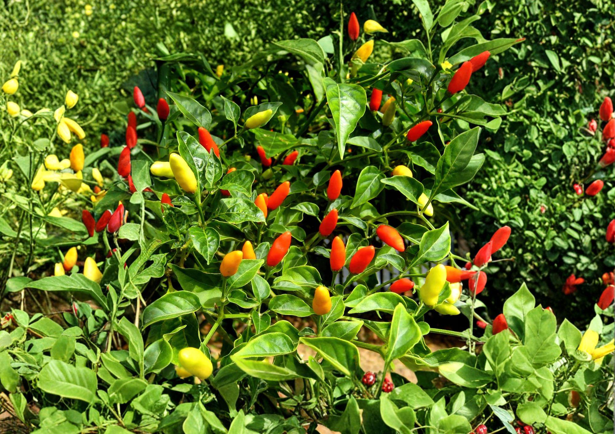 Tabasco Pepper Seeds – 25 Heirloom Hot Pepper Seeds for Fiery Sauce Garden Growing – Fast Growing, Organic, Non-GMO
