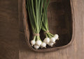 Blanco Duro Onion Seeds – Heirloom White Storage Onions for Garden Growing – Allium cepa