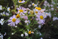 Decurrent False Aster Seeds 500 Count Boltonia decurrens Native Wildflower for Prairie Gardens & Pollinator Habitats